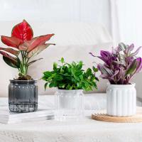 Planta hidropónica jugosa, riego automático interior, mini mesa de comedor floral ETA, decoración de bonsái para jardín y hogar ETA - details 0