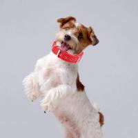 Collar de Nylon Duradero para Perros Correa Larga con Anillo de Tracción - details 7