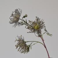 Flor de cojín Artificial de 63cm, 3 cabezas, garra de cangrejo realista, flor de crisantemo, tacto Real, flores falsas hechas a mano para sala de estar - details 18