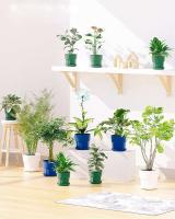 Maceta de plástico para interiores, maceta para plantas jugosas - details 3