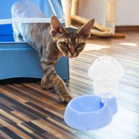 Alimentador automático para mascotas, dispensador de agua para gatos y perros, tazón de llenado automático, suministro de comida - details 5
