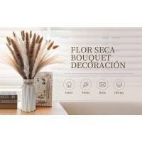 Pampas Secas Decoracion