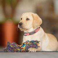 Collares personalizados cuero, Collar Perro, etiquetas identificación de nombre para perros pequeños medianos grandes Pitbull - details 17