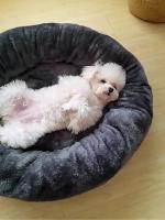 Cama redonda de Donut para perro y gato, cojín lavable, Ultra suave, cálido, para invierno, envío directo - details 4