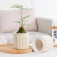Maceta de autorriego para plantas hidropónicas, maceta de plástico, cuerda de algodón de doble capa, florero de riego automático, maceta suculenta - details 3