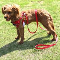 Collares para perros con lazo elegante, corbata, cuerda de tracción, arnés navideño para mascotas para perros pequeños y medianos, correa para el pecho para gatos, accesorios para perros, regalos - details 5