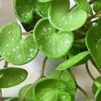 Plantas de hierba de moneda de cobre Artificial suave, hojas de hiedra falsas hechas a mano realistas, Mini ramo para colgar en la pared, decoración del hogar - details 10