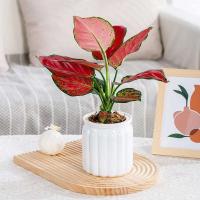 Mesa de comedor de riego automático de plantas jugosas de plástico con flores ETA, decoración de bonsái para el hogar, decoración moderna - details 3