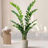 Higo: ramas de plantas artificiales, hojas de plástico falsas de dinero, árbol de banyan verde para el hogar, dormitorio, decoración de tienda de jardín - details 0