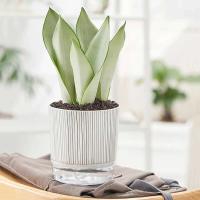 Recipiente de agua transparente con plantas verdes, jardín jugoso ETA, decoración de bonsái para el hogar - details 1