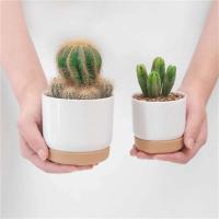 Riego automático ETA, absorción automática de luz, ETE jugoso redondo de doble capa, ETA pequeña de planta verde - details 3