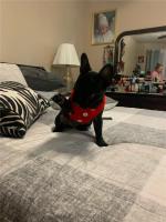 Collares para perros con lazo elegante, corbata, cuerda de tracción, arnés navideño para mascotas para perros pequeños y medianos, correa para el pecho para gatos, accesorios para perros, regalos - details 22