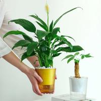 Riego automático transparente con absorción de agua automática ETA, adecuado para plantas de salón y productos florales - details 4