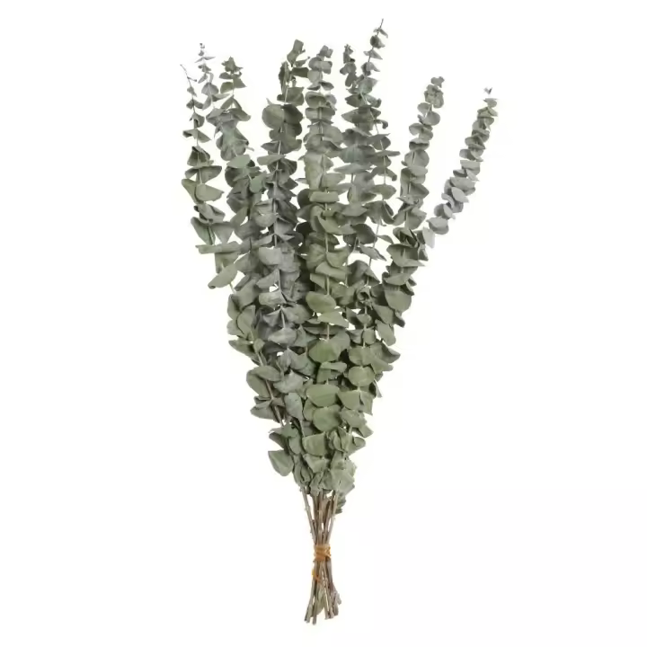 Ramos de flores secas naturales para decoración del hogar, Material Natural, tallos de plantas reales, eucalipto, bricolaje - 1
