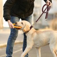 Conjunto de correa de collar de perro de cuero, collar de mascota personalizado, placa de identificación grabada gratis para perros pequeños, medianos y grandes - details 9