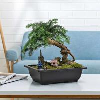 ETA de plástico de entrenamiento rectangular con bandeja de drenaje, cultivo de plantas bonsái jugosas ETA, decoración del hogar - details 4