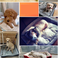Cama impermeable lavable de algodón para perro, pequeña y grande perrera, alfombrilla para dormir para gato y mascota grande - details 2