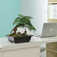 ETA de plástico de entrenamiento rectangular con bandeja de drenaje, cultivo de plantas bonsái jugosas ETA, decoración del hogar - details 5
