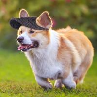 Cómodo sombrero de béisbol para mascotas de Color sólido ajustable con orificios para las orejas gorra para perros protección solar transpirable sombrero para el sol para perros para el verano - details 14