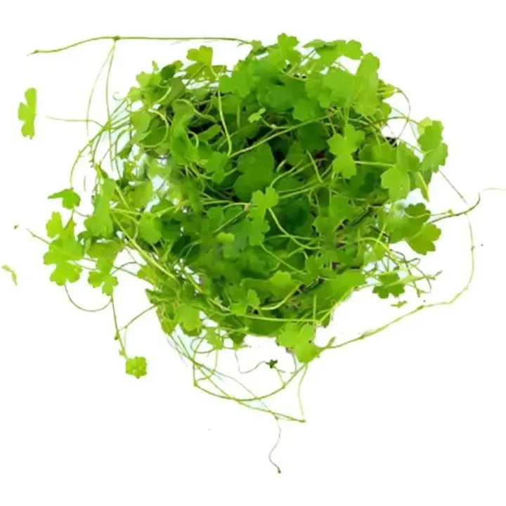 Plantas de acuario para enanos vivos - 1