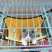 Hamaca colgante para cama de gato, esterilla de cojín suave para casa de gato, cesta de refrigeración para mascotas, tapiz, accesorios para mascotas, Verano - details 4