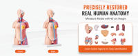 SucceBuy Modelo de cuerpo humano de 18 pulgadas, torso anatómico de 23 partes con órganos extraíbles, herramienta de enseñanza educativa unisex para aprendizaje y exhibición de ciencias - details 0