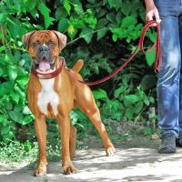Conjunto de correa de collar de perro de cuero, collar de mascota personalizado, placa de identificación grabada gratis para perros pequeños, medianos y grandes - details 8