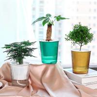 Riego automático transparente con absorción de agua automática ETA, adecuado para plantas de salón y productos florales - details 1