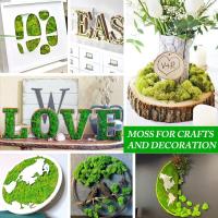 Plantas verdes artificiales de vida eterna, hierba de musgo, decoración de jardín de casa, Mini paisaje, flor falsa, regalos de manualidades DIY, 50g, nuevo - details 5