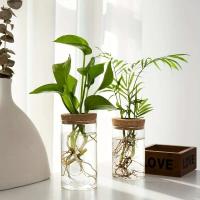 1 unidad, florero de cristal para plantas para ración doméstica, estación de propagación de plantas, florero de brotes, hidroponía de escritorio - details 2