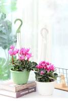 Jardines interiores de plantas de plástico, sembradoras de vivero jugosas, macetas para exteriores, sembradoras colgantes - details 4