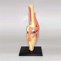 Modelo de Cuerpo Humano para Estudio de Anatomía Set de Rodillas Juntas de Organos para Estudiantes - details 7