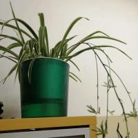 Absorción automática de algodón y agua para hidroponía perezosa, riego automático ETA, decoración de jardín. - details 4