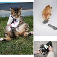 Mango y peine para el cuidado de perros y Gatos, Mangos autolimpiantes, herradura de ASEO para mascotas con boton de pieza - details 4