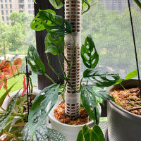 Columna de escalada de plantas, poste de musgo Sphagnum, soporte de cultivo de plantas, soporte de retención de agua, palo de extensión de plantas rico en fertilizante - details 11