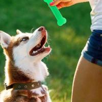 Oferta de Juguetes para Masticar para Perros Juguete de Hueso Dental, Cepillo de Dientes Aggresivo, Accesorios para Mascotas - details 1