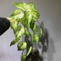 Planta artificial de 55 cm, utilizada para decoración de paredes, láminas de plástico, mini higos verdes, ramas de palma falsas, hogar, jardín y hotel - details 5