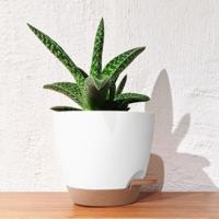 macetero tiestos para plantas