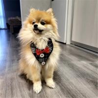 Collares para perros con lazo elegante, corbata, cuerda de tracción, arnés navideño para mascotas para perros pequeños y medianos, correa para el pecho para gatos, accesorios para perros, regalos - details 21