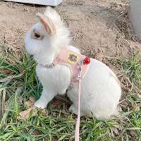 Conjunto de Arneses y Correa para Conejo Accesorios de Mascotas al Aire Libre - details 7