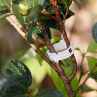 Aplicador de soporte para tomate, hebilla para planta de melón vegetal, Clip de plástico, carpeta de corbata, flexibilidad, no daña las plántulas, 50 piezas - details 1