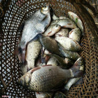 Señuelo de pesca suave con olor, alimentador de cuentas de bola flotante para pesca de Tilapia y carpa cruciana - details 2