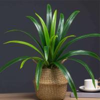 Planta de Magnolia Artificial Trópico Dragón Barba Hojas de Orquídea Falsas - details 1