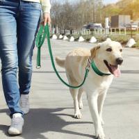 Conjunto de correa de collar de perro de cuero, collar de mascota personalizado, placa de identificación grabada gratis para perros pequeños, medianos y grandes - details 13
