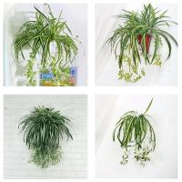 Colgante de algas verdes artificiales, planta de plástico falsa para interiores, decoración de jardín al aire libre para pared de patio, 1 Juego - details 2