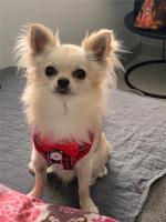 Collares para perros con lazo elegante, corbata, cuerda de tracción, arnés navideño para mascotas para perros pequeños y medianos, correa para el pecho para gatos, accesorios para perros, regalos - details 18