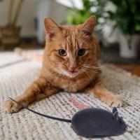 Mini juguetes interactivos para gatos, simulación de flocado, juguete para perseguir a los gatos, ratón vívido, juguete para masticar - details 7