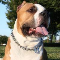 Collar para perro, eslabón cubano de 15 mm de ancho, plateado para perros, cadena antideslizante de entrenamiento para mascotas de metal de acero inoxidable suave y fuerte - details 15