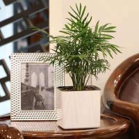 Maceta de plástico cuadrada blanca para jardín, interior, hogar, oficina, planta de autorriego - details 2