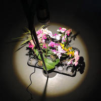 Luz LED con zoom de altura ajustable, lámpara de espectro completo para cultivo de plantas, 3/6/12H, 5 escalones, regulable, 10W - details 5